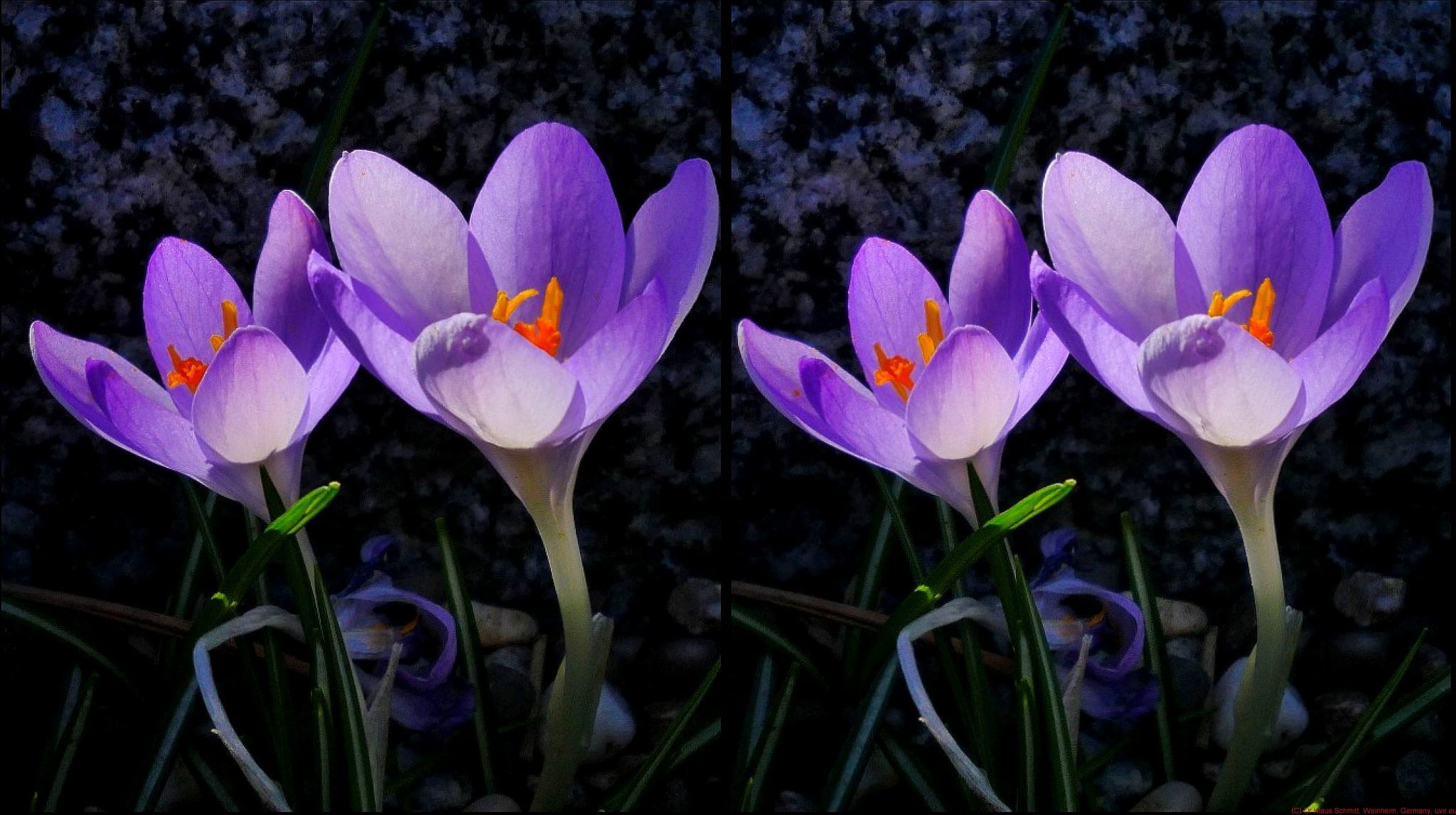 Spring Crocus 3D (cross).jpg